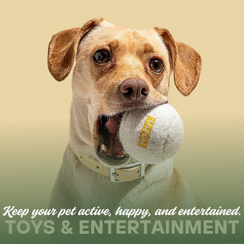 Toys & Entertainment